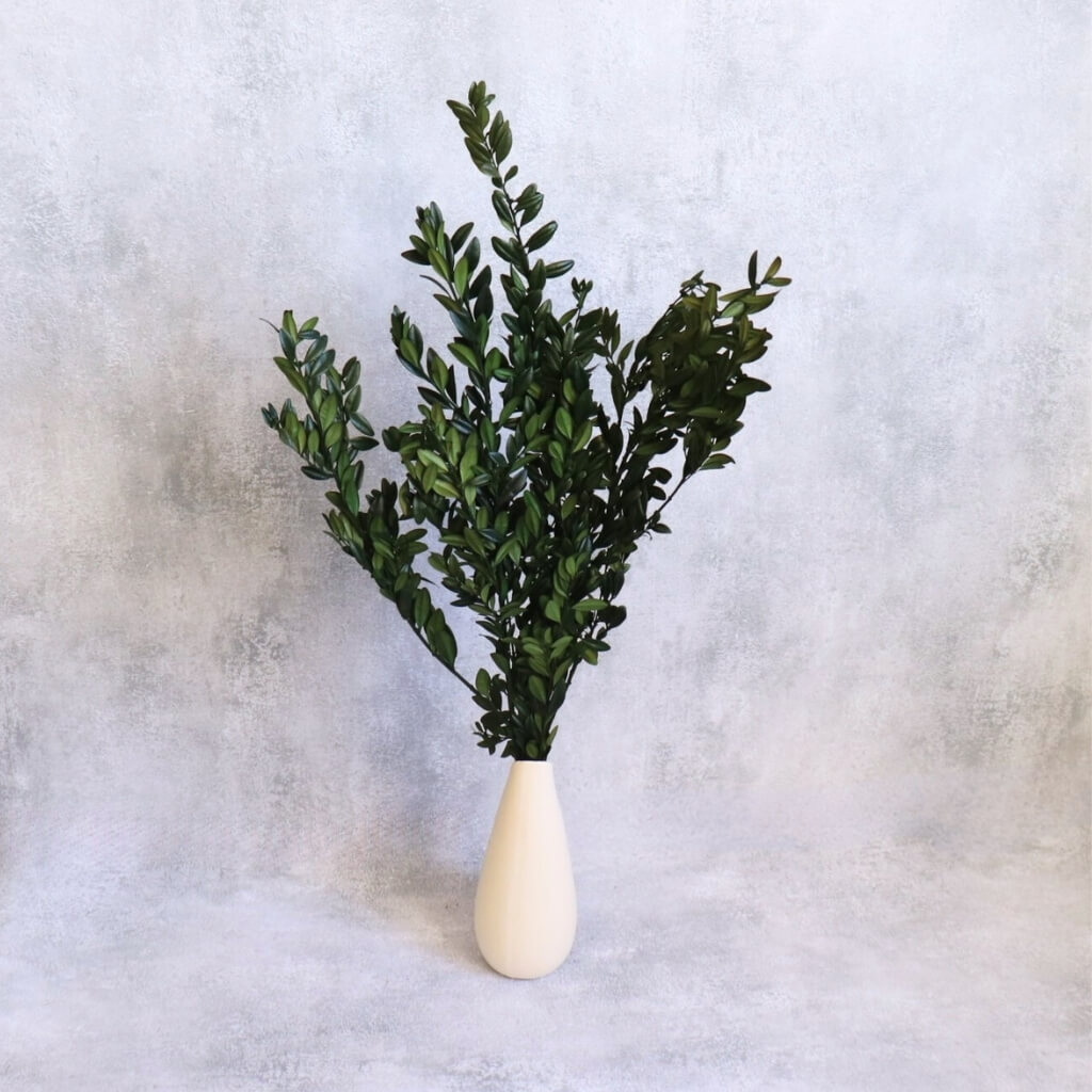 Stabilizovaný Buxus zelený – přírodní dekorace bez údržby do vázy i aranžmá